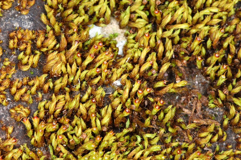 Schistidium canadense